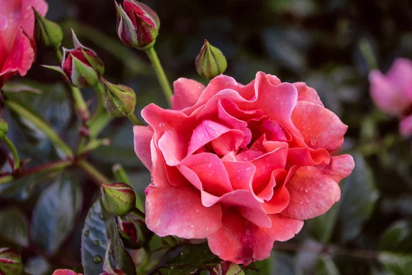 Piękny Świeże Ozdobne Zbliżenie Rose Bukiet Róż Kilka Kwiatów Róż — Zdjęcie stockowe