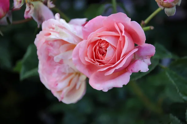 Hermoso Fresco Rosa Decorativa Primer Plano Ramo Rosas Varias Flores —  Fotos de Stock