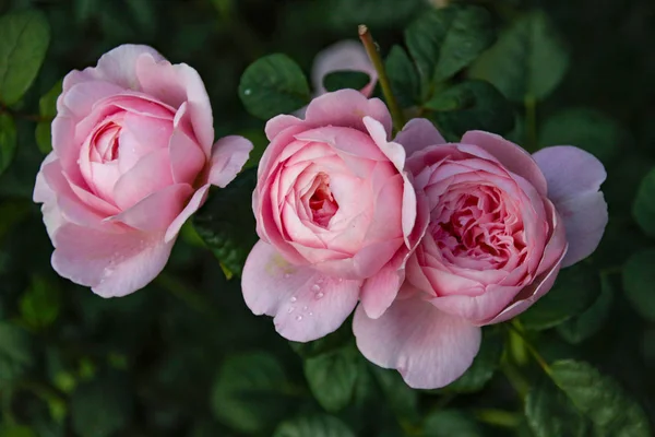 Hermoso Fresco Rosa Decorativa Primer Plano Ramo Rosas Varias Flores —  Fotos de Stock