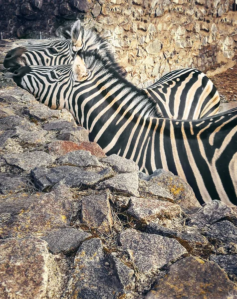 Cute young african zebra. Zebra close up portrait, zoo garden