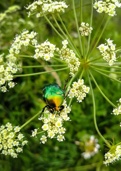 A beautiful green beetle, an insect sits on a large white flower of a poisonous plant Cic ta vir sa