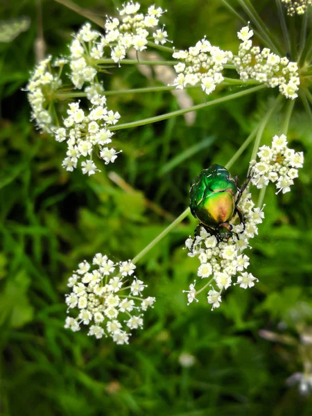 A beautiful green beetle, an insect sits on a large white flower of a poisonous plant Cic ta vir sa.
