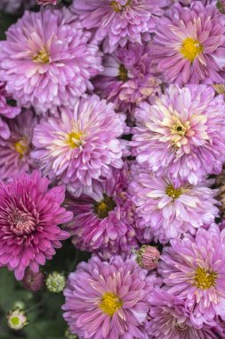 Parlak mor krizantem doğal arka plan. Güzel çiçek buketi