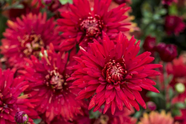 Fondo Natural Crisantemos Púrpura Brillante Hermoso Ramo Floral — Foto de Stock