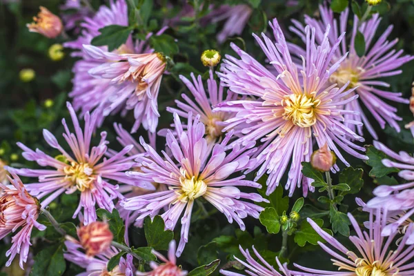 明亮的紫色菊花的自然背景 美丽的花束 — 图库照片