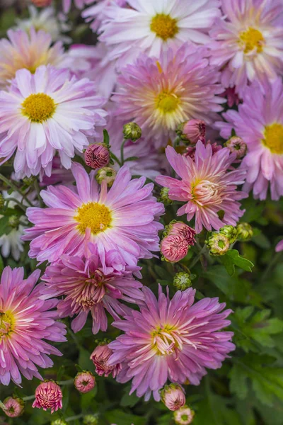 Natural background of bright purple chrysanthemums. Beautiful floral bouquet