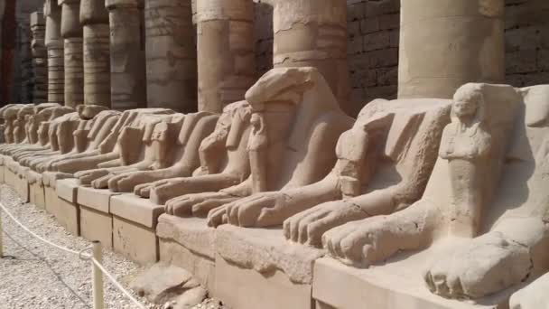 Sfinga Sochařství Hlavou Ram Karnak Luxoru — Stock video