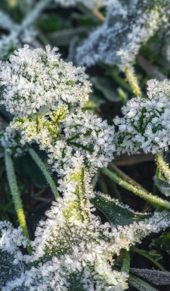 Fruset Gräs Och Löv Närbild Hoar Frost Växter — Stockfoto