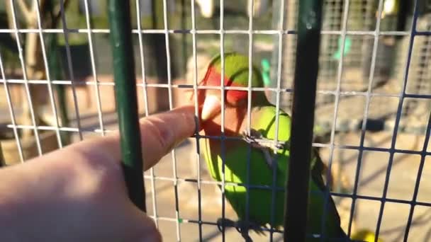 A sociable parrot, a lovebird, likes to be stroked on the head. — Stock Video
