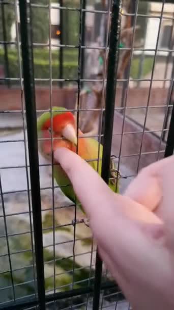 A sociable parrot, a lovebird, likes to be stroked on the head. — Stock Video