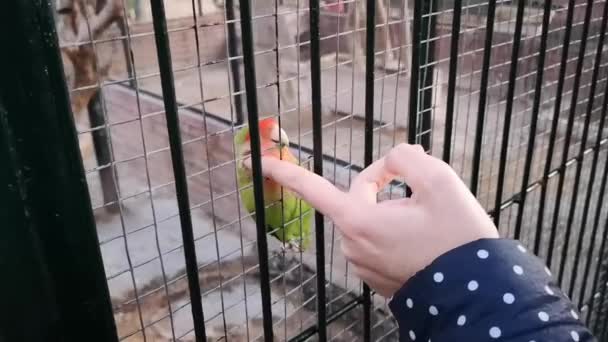 En sosial papegøye, en turteldue, liker å bli klappet på hodet . – stockvideo