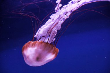 Büyük pembe deniz denizanası yavaş yavaş mavi yüzmek.