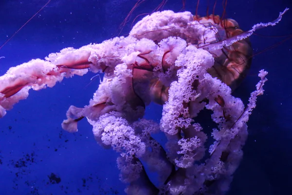 Large pink sea jellyfish swim slowly in blue water.