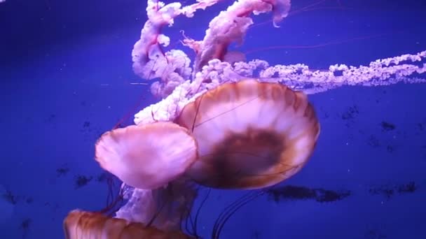 Grandi meduse di mare rosa nuotano lentamente in acqua blu . — Video Stock