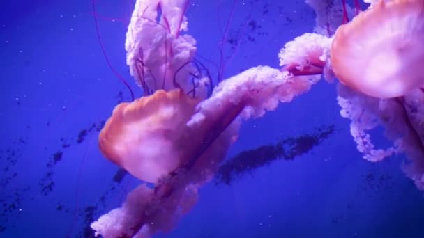 Grandes medusas de mar rosadas nadan lentamente en agua azul . — Vídeo de stock