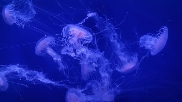 Les grandes méduses roses nagent lentement dans l'eau bleue . — Video