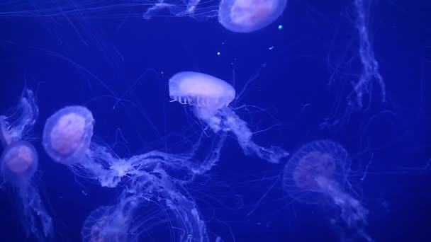 Grandes medusas de mar rosadas nadan lentamente en agua azul . — Vídeos de Stock