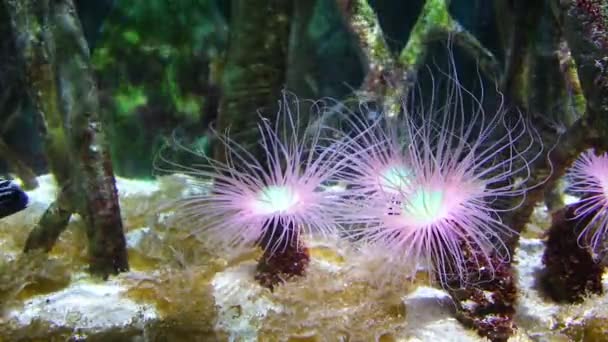 Mooie anemone en vissen op een koraal rif. — Stockvideo