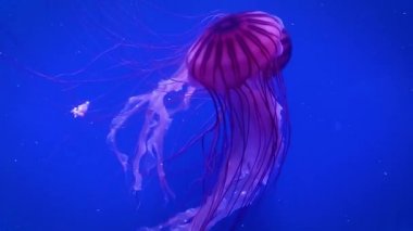 Büyük pembe deniz denizanası yavaş yavaş mavi yüzmek