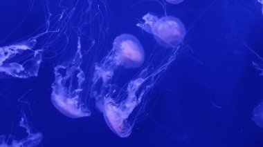 Büyük pembe deniz denizanası yavaş yavaş mavi yüzmek.