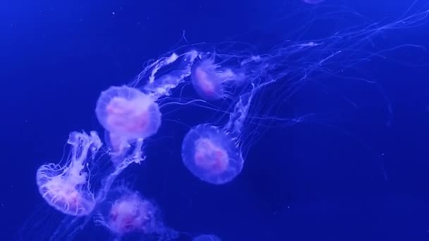 Grandi meduse di mare rosa nuotano lentamente in acqua blu . — Video Stock