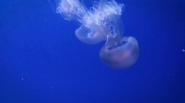 Büyük pembe deniz denizanası yavaş yavaş mavi yüzmek