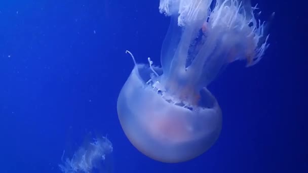 Большие Розовые Медузы Медленно Плавают Голубой Воде — стоковое видео