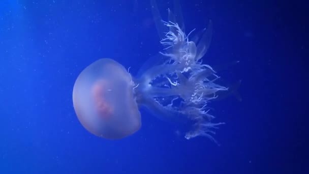 Большие Розовые Медузы Медленно Плавают Голубой Воде — стоковое видео