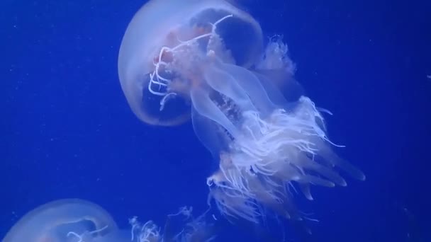 Large Pink Sea Jellyfish Swim Slowly Blue Water — Stock Video