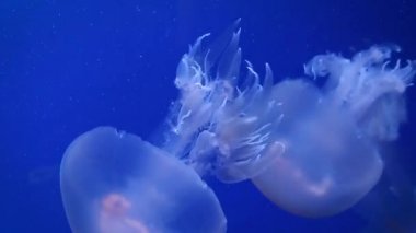 Büyük pembe deniz denizanası yavaş yavaş mavi yüzmek