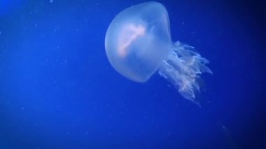 Büyük pembe deniz denizanası yavaş yavaş mavi yüzmek