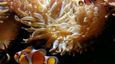 Güzel bir şakayık ve balık. Mercan resifinde palyaço..