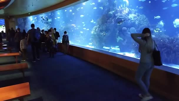 Návštěvníci Vidět Exotické Mořské Ryby Velkým Akváriem — Stock video