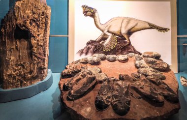 Valencia, İspanya - Ocak 2019: Orviraptor görüntü ve dinozorun yuva.