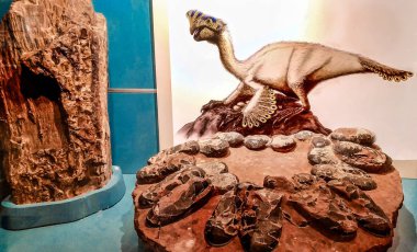 Valencia, İspanya - Ocak 2019: Orviraptor görüntü ve dinozorun yuva.