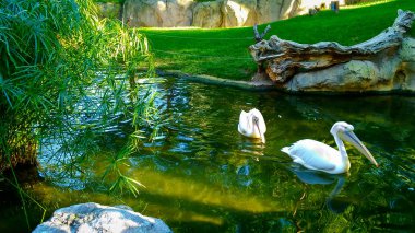 Turkuaz su ve beyaz pelikan güzel gölet