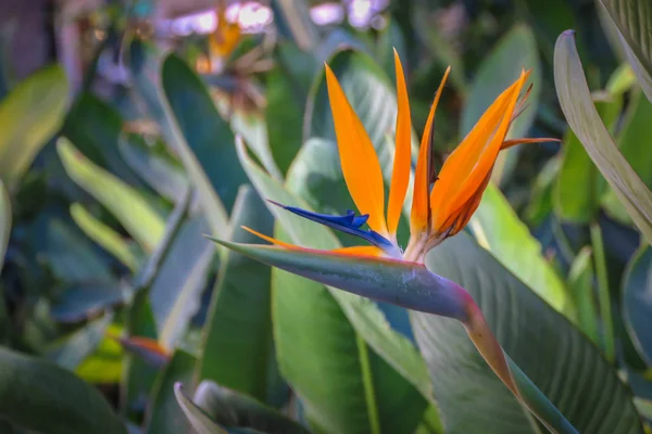 Exquisite Sterling Blume Blütenstand Gelb Blauer Blüten Die Einem Vogelkopf — Stockfoto