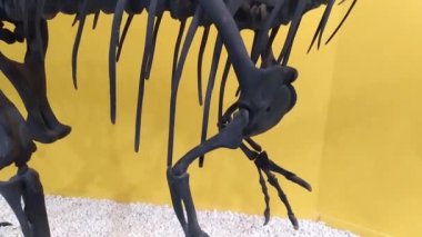 Tarih öncesi bir dinozorun iskeleti, Allosaurus yakın plan