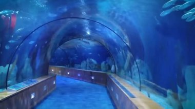 Deniz yaşamı incelenmesi için modern su altı tüneli