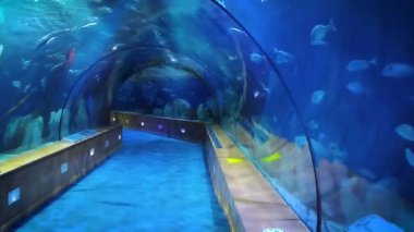 Deniz yaşamı incelenmesi için modern su altı tüneli