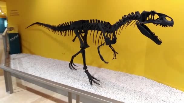 Kostlivec Prehistorického Dinosaura Allosaurus Zblízka — Stock video