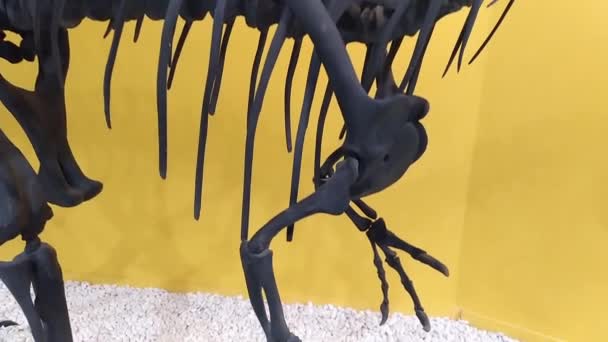 Σκελετός Ενός Προϊστορικού Δεινοσαύρου Allosaurus Από Κοντά — Αρχείο Βίντεο