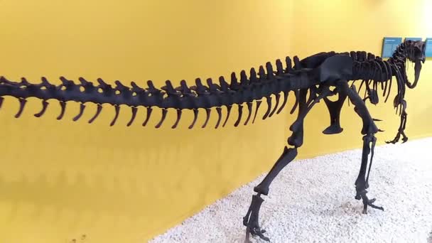 Skelet Van Een Prehistorische Dinosaurus Allosaurus Close — Stockvideo