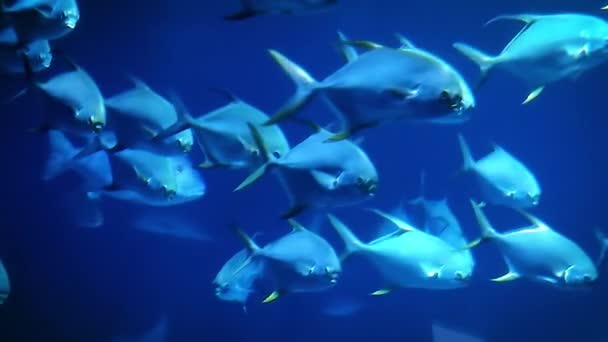 Hejna Mořských Ryb Plave Pomalu Jednom Směru — Stock video