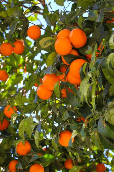 Juicy Ripe Fruits Oranges Tree — Stock Photo, Image