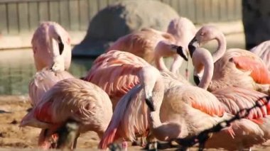 Pembe flamingolar bir grup küçük gölet yakınındaki tüyleri Temizleme.