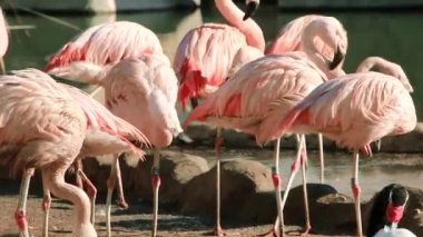 Pembe flamingolar bir grup küçük gölet yakınındaki tüyleri Temizleme.