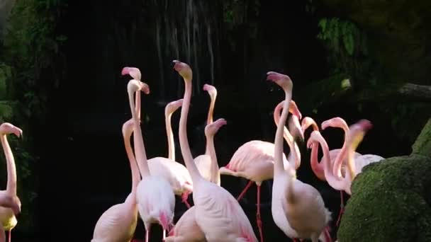Группа розовых фламинго у маленького водопада — стоковое видео
