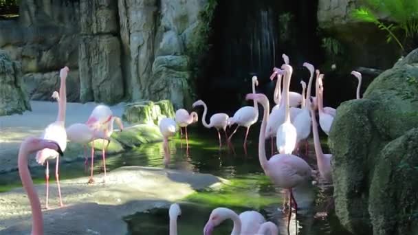 Група рожевих фламінго біля невеликого водоспаду — стокове відео