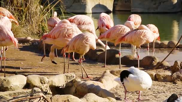 Un grupo de flamencos rosados descansando cerca de un pequeño estanque — Vídeos de Stock